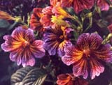 Salpiglosis sinuata_���� 'Bolero'_Johnsons seeds