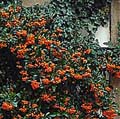 ��������� (Pyracantha)