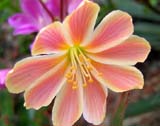 Lewisia Little Plum_������� � ������ ��������