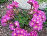 Lewisia cotyledon (������)