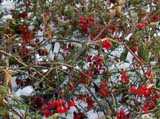 ������ ������-�������_Solanum Dulcamara