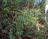 ������_Sinarundinaria nitida