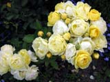 Golden Border� (Havobog_Comtesse Du Barry)