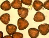 ����� Adiantum