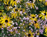 Rudbeckia � Gypsophila paniculata Flamingo