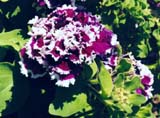 ������� ����� Purple Pirouette (����� Harris Seeds)