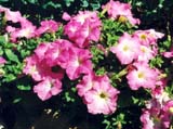 ������� ����� Falcon Pink Morn (����� Stokes Seeds)