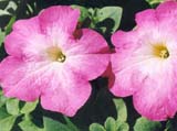 ������� ����� Storm Pink Morn (����� Stokes Seeds)