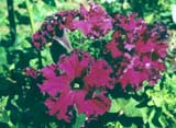 ������� ����� �������� �������� (fimbriata)  �����������(���)