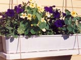 ������� ����� Supercascade Royal Velvet ������ �������� (����� Leddens Seeds)