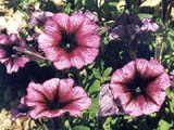 ������� ����� Celebrity Plum Ice (����� Stokes Seeds)