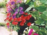 ������� ����� Fantasy Mix (����� Stokes Seeds)