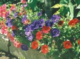 ������� ����� Fantasy Mix (����� Stokes Seeds)