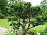 Лиственница в ботаническим саду в Wisley
